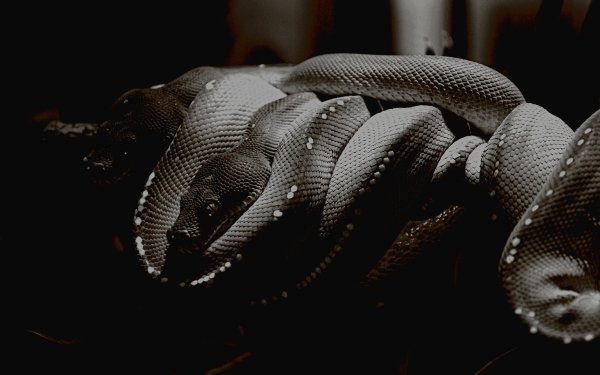 Animal Python Reptiles Snakes Tree Python Snake Reptile HD Wallpaper | Background Image