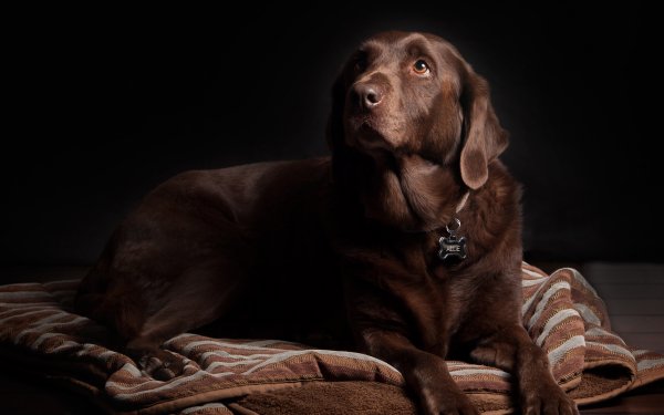 Animal Labrador Retriever Dogs Dog Close-Up Brown HD Wallpaper | Background Image