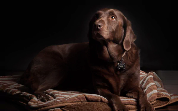 Close-up 4K Ultra HD image of a brown Labrador Retriever resting on a blanket against a dark background, captured in sharp detail for a PC desktop wallpaper.