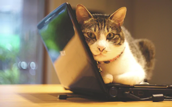 laptop Animal cat HD Desktop Wallpaper | Background Image