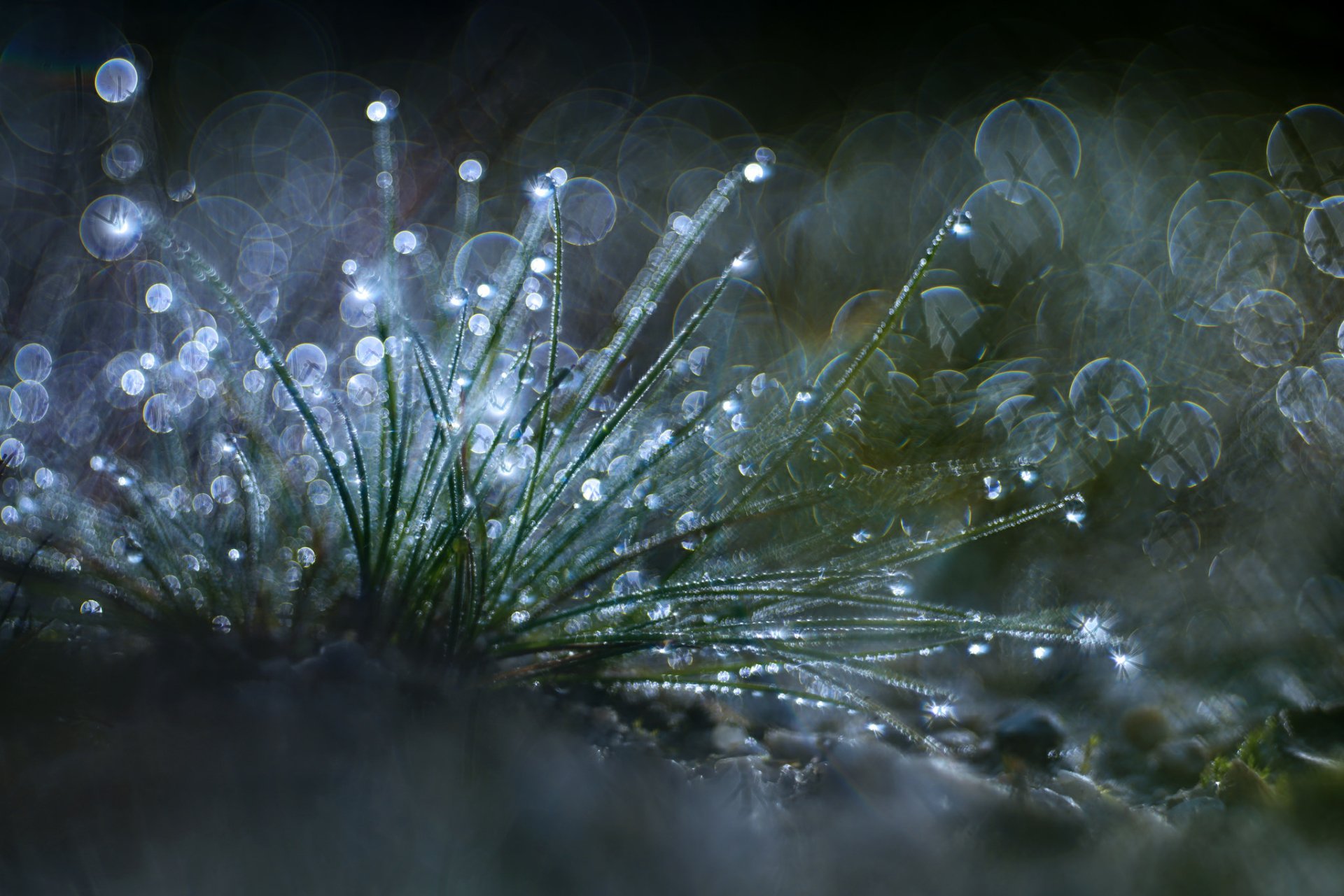 Download Water Drop Nature Bokeh Macro Grass HD Wallpaper by Rik Janssen