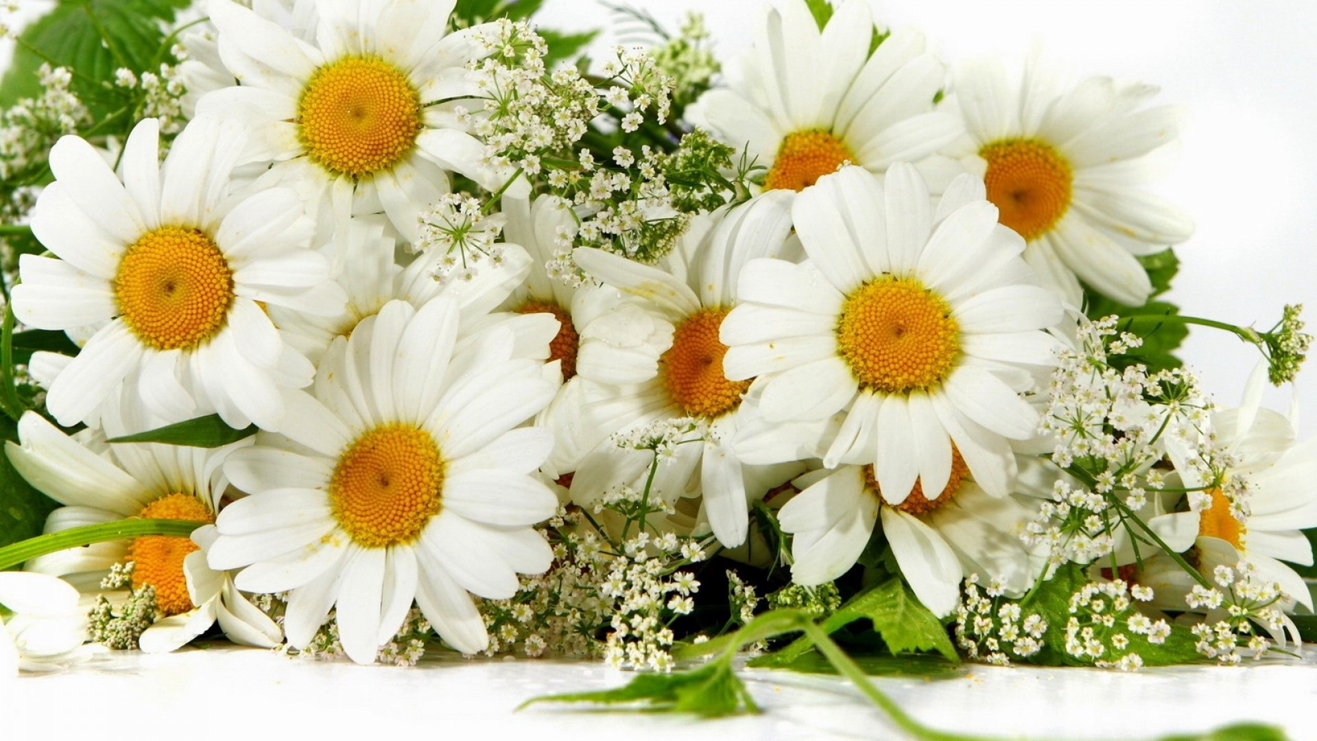 HD PC desktop wallpaper of a white camomile bouquet with golden centers and baby's breath against soft green foliage.