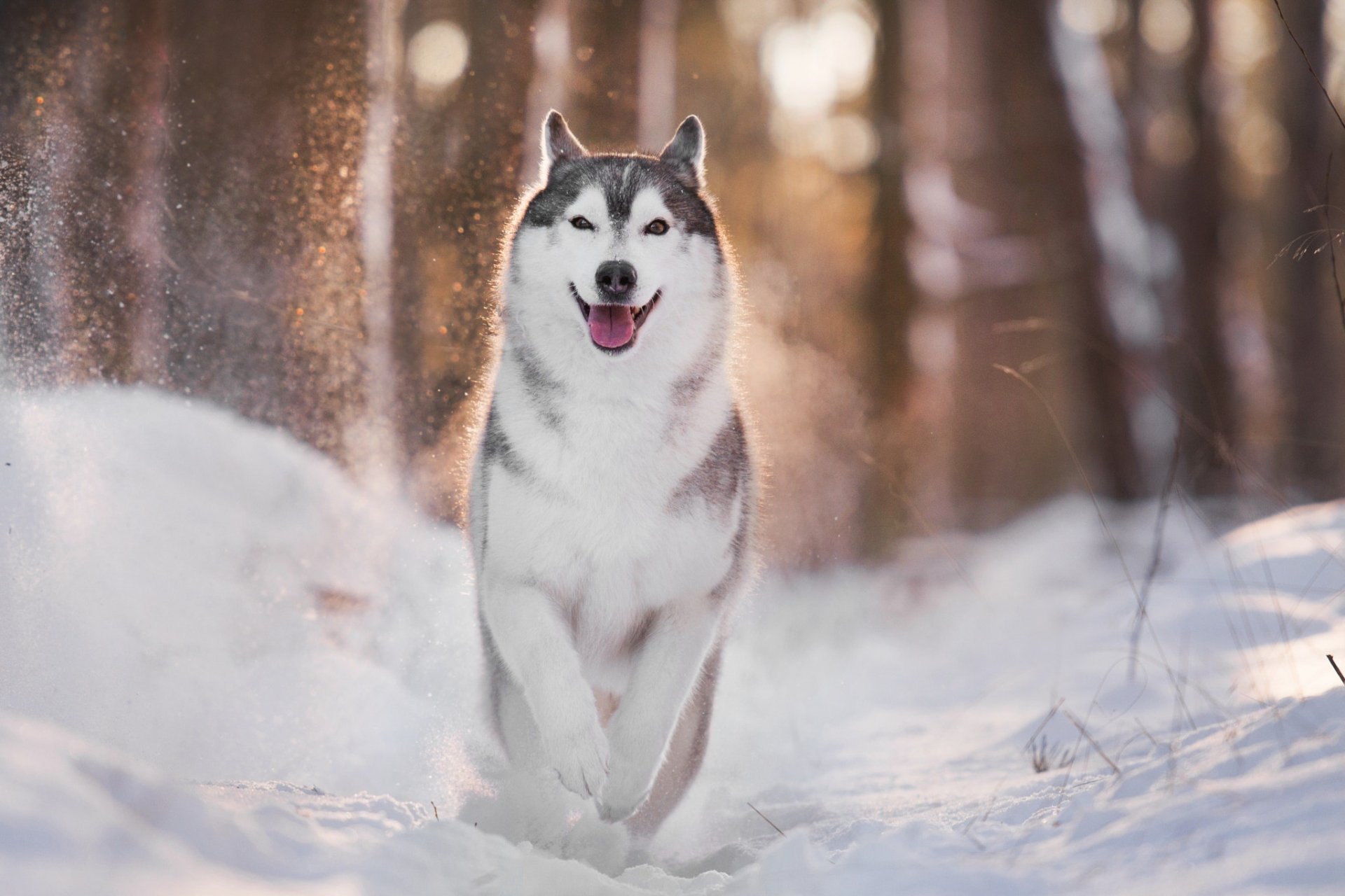 Download Snow Depth Of Field Winter Dog Animal Husky HD Wallpaper