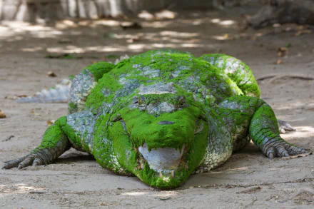 HD desktop wallpaper featuring a crocodile covered in green moss laying on a sandy surface.