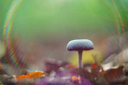 close-up rainbow fall nature mushroom HD Desktop Wallpaper | Background Image