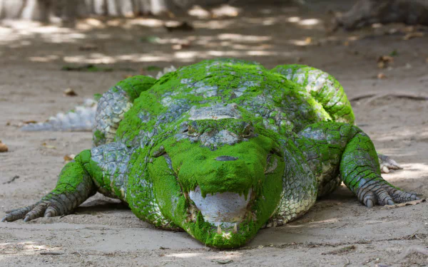 HD desktop wallpaper featuring a crocodile covered in green moss laying on a sandy surface.