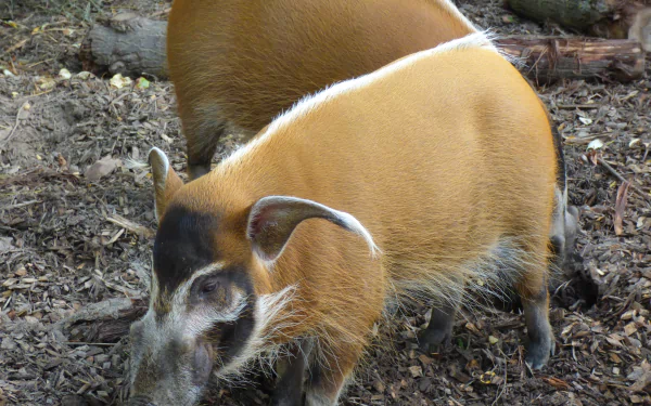 Animal Red River Hog HD Desktop Wallpaper | Background Image