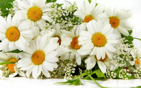 HD PC desktop wallpaper of a white camomile bouquet with golden centers and baby's breath against soft green foliage.