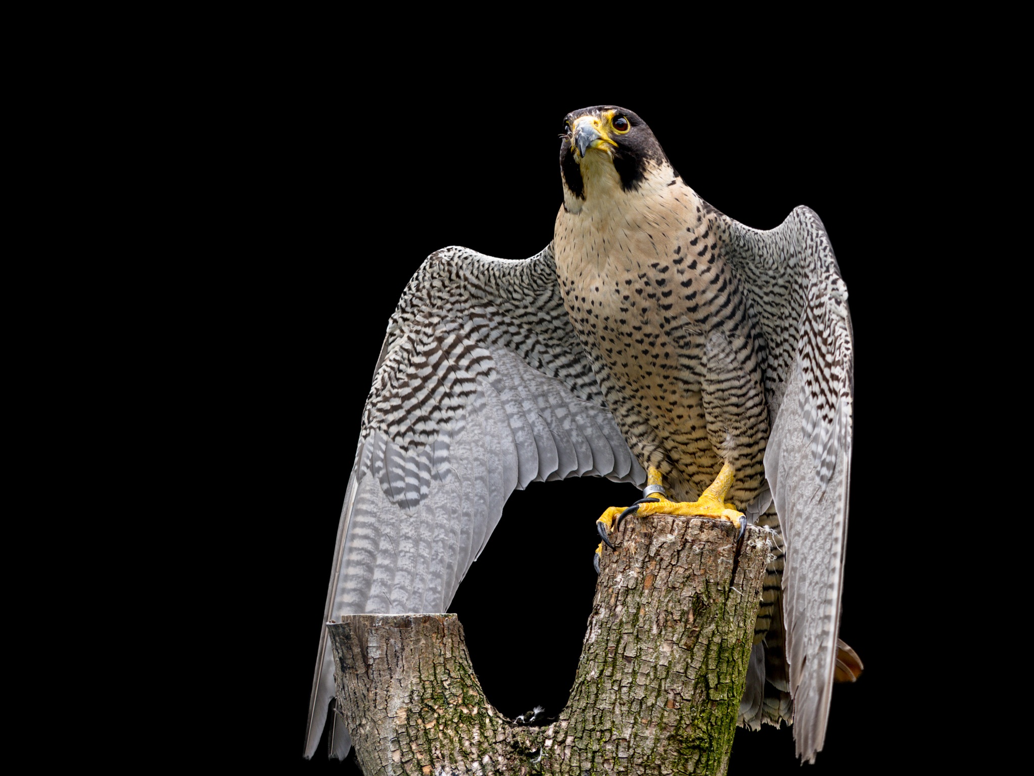 Peregrine falcon on a Tree Log by Gerry