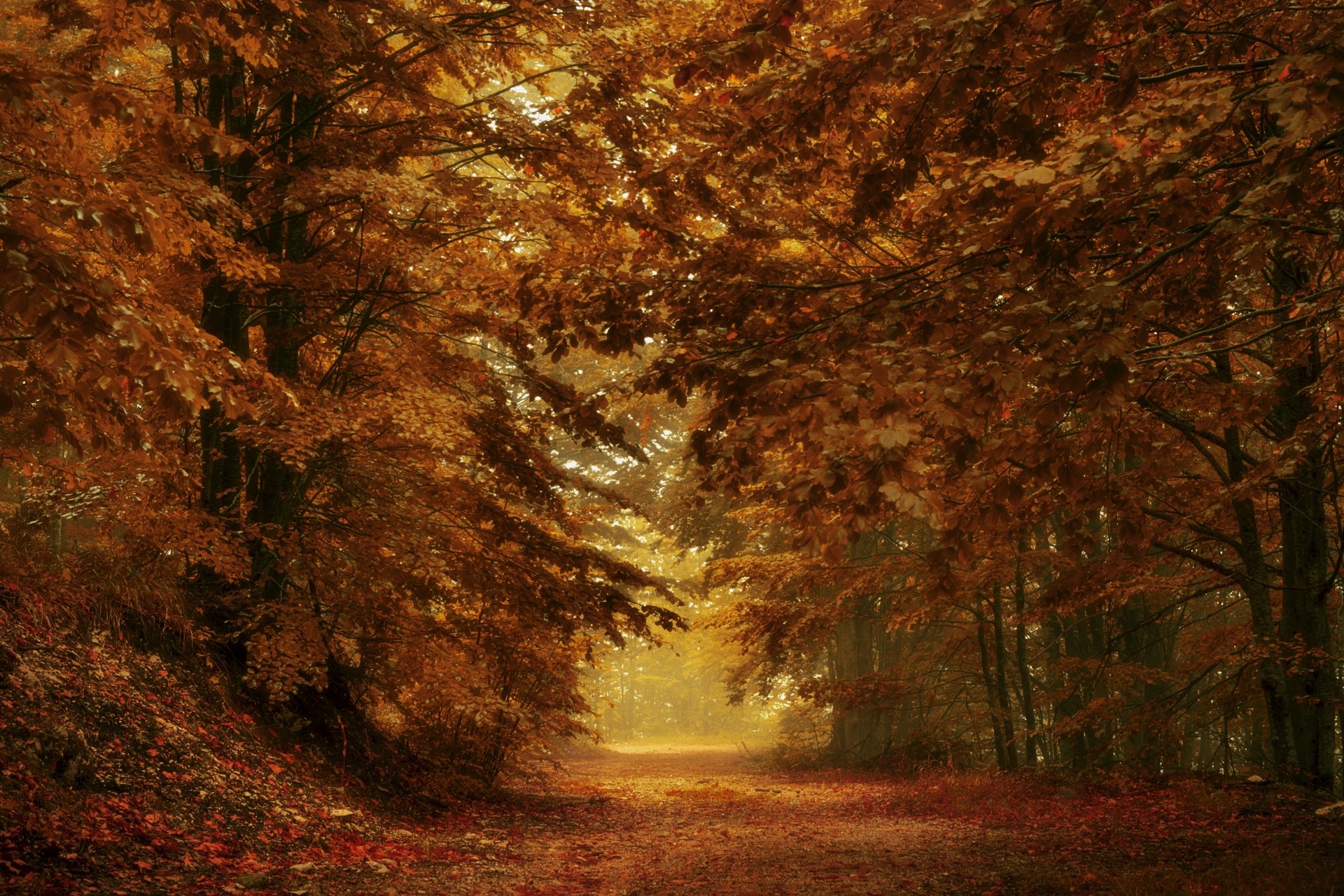 Autumn Forest Path - 4K Ultra HD Wallpaper