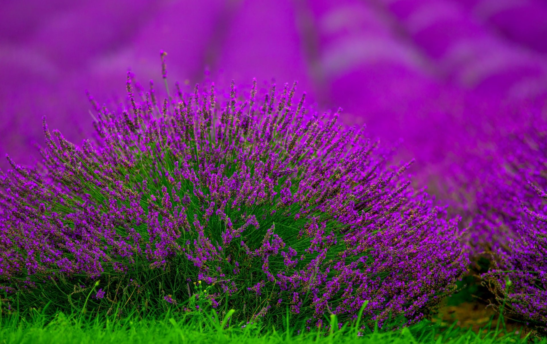 Download Summer Purple Flower Depth Of Field Nature Lavender HD Wallpaper