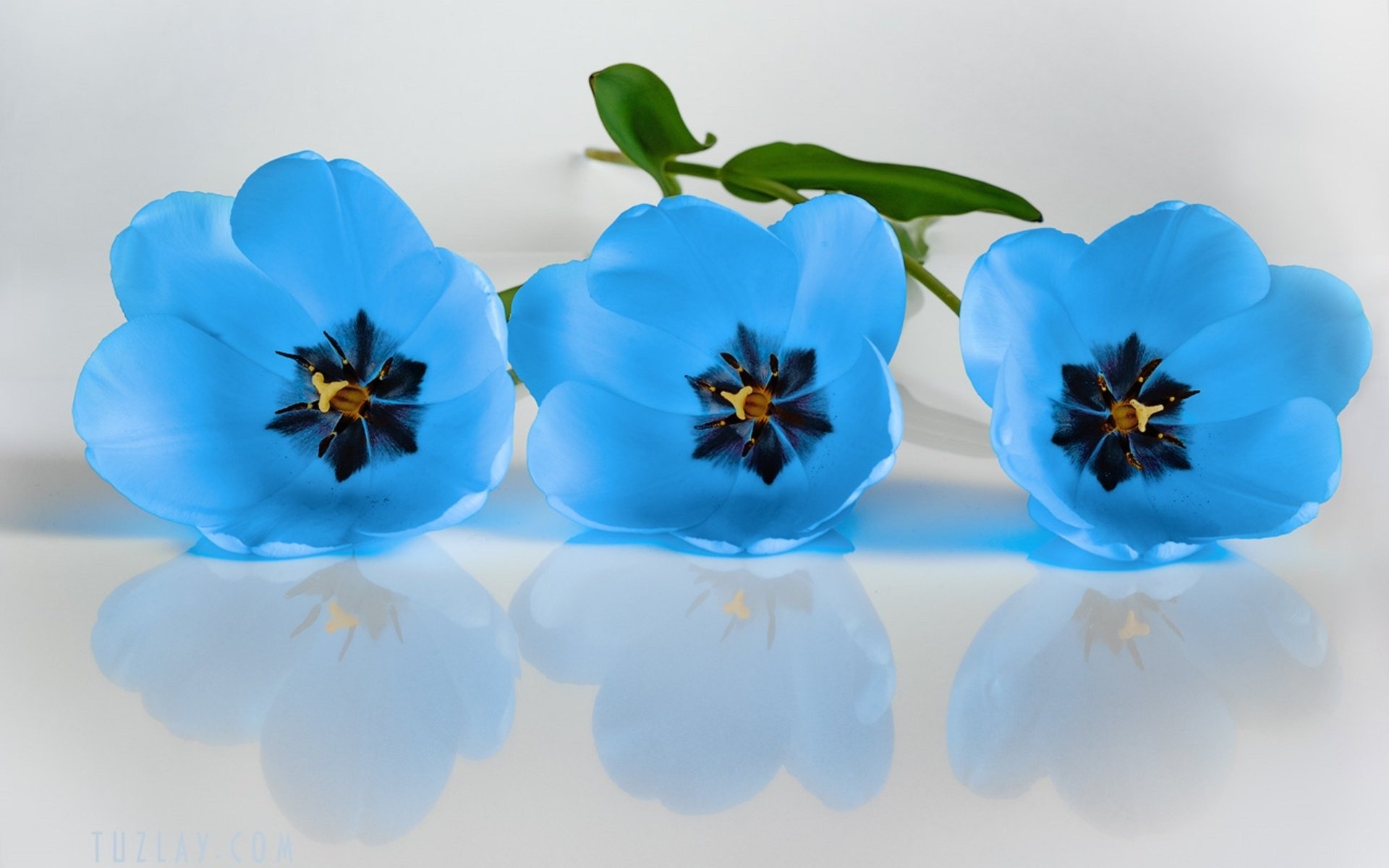 blue tulips wallpaper
