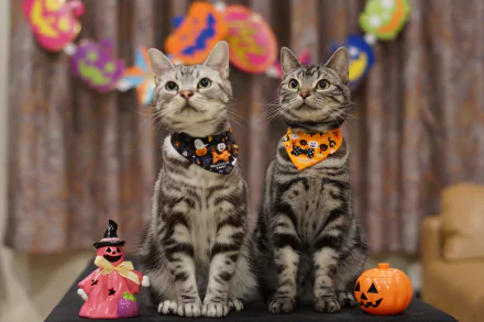 Two tabby cats wearing Halloween-themed bandanas sit beside festive decorations in a vibrant 4K Ultra HD holiday wallpaper background.