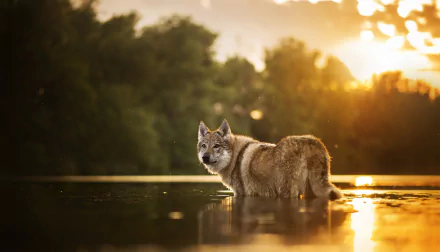 A Czechoslovakian wolfdog stands in a river against a stunning sunset backdrop, with a gentle depth of field effect enhancing the tranquil nature scene in this HD desktop wallpaper.