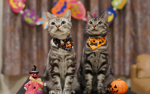 Two tabby cats wearing Halloween-themed bandanas sit beside festive decorations in a vibrant 4K Ultra HD holiday wallpaper background.