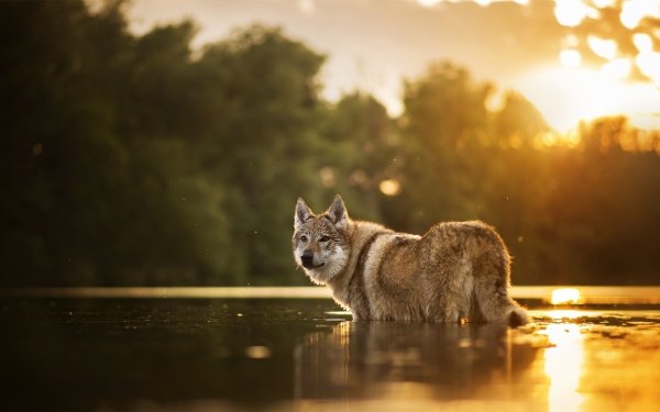 Animal Wolfdog Dogs Czechoslovakian Wolfdog Dog Sunset River Depth Of Field HD Wallpaper | Background Image