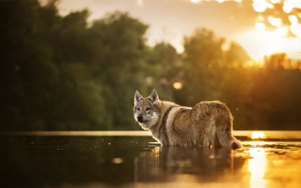 A Czechoslovakian wolfdog stands in a river against a stunning sunset backdrop, with a gentle depth of field effect enhancing the tranquil nature scene in this HD desktop wallpaper.