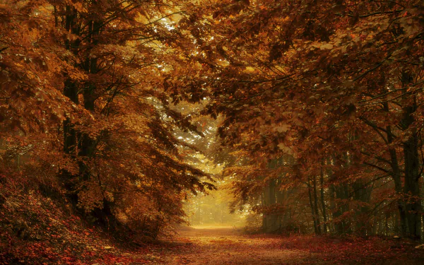 4K Ultra HD PC desktop wallpaper showcasing a serene forest path surrounded by vibrant fall foliage in rich autumn hues.