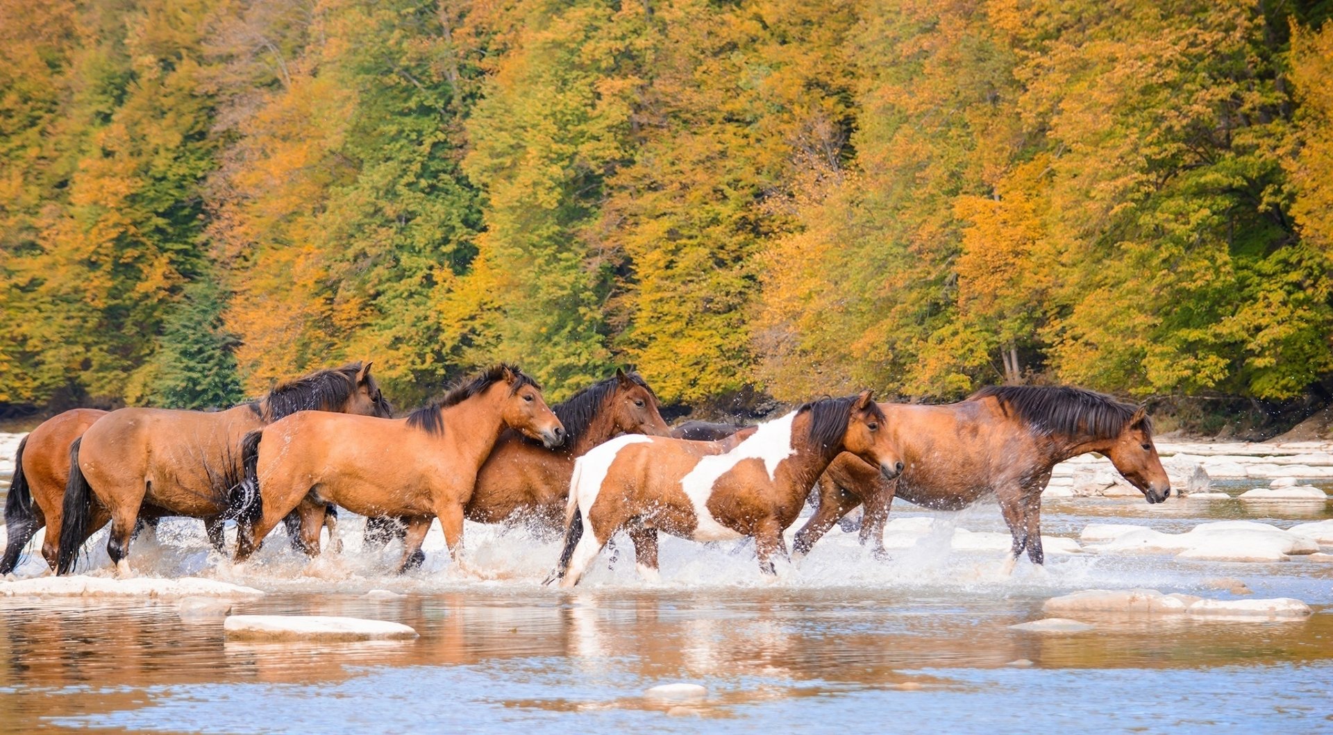 A herd of horses wades through a shallow river, surrounded by vibrant autumn foliage, creating a serene and picturesque scene for an HD desktop wallpaper.
