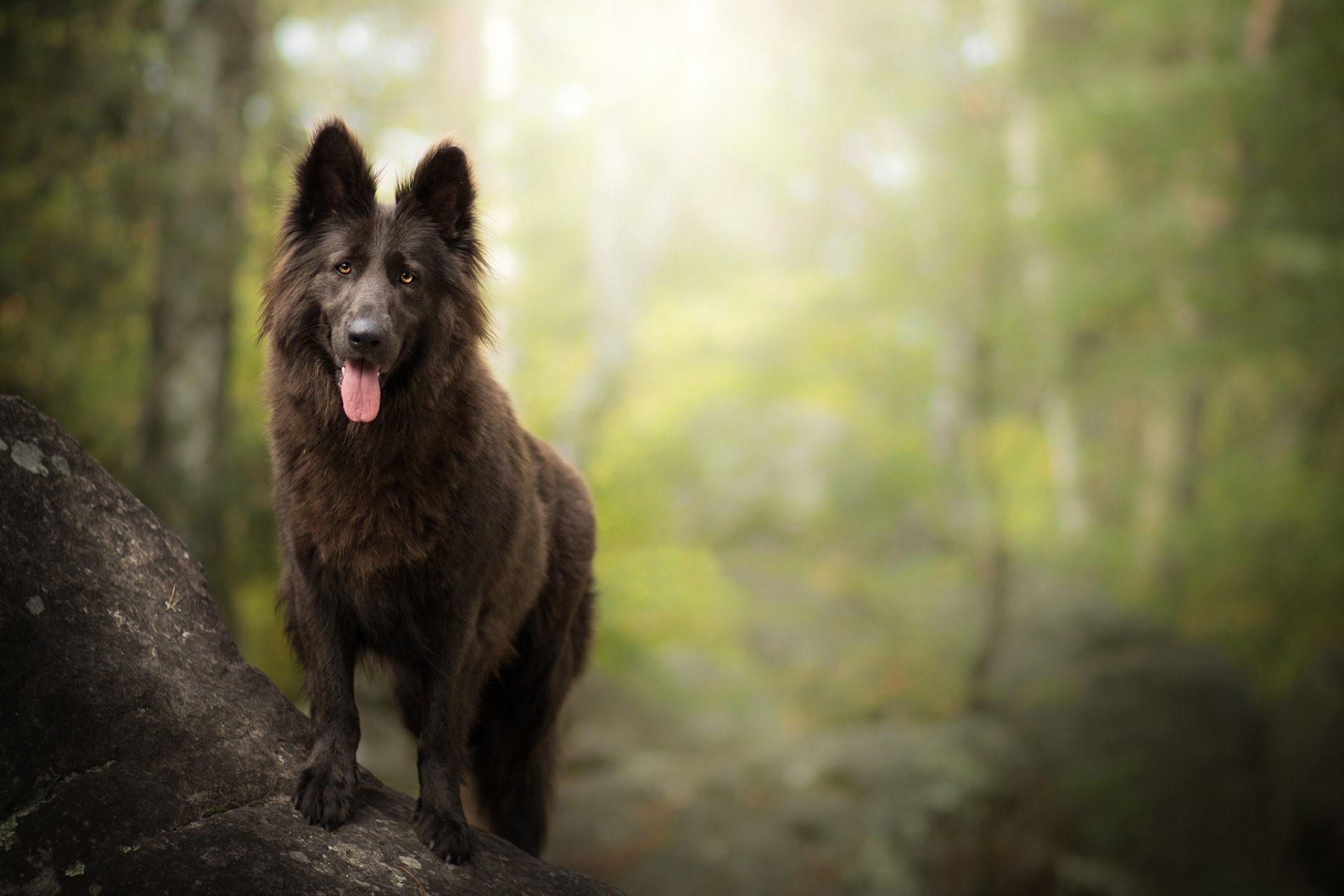 Belgian Shepherd HD Wallpaper