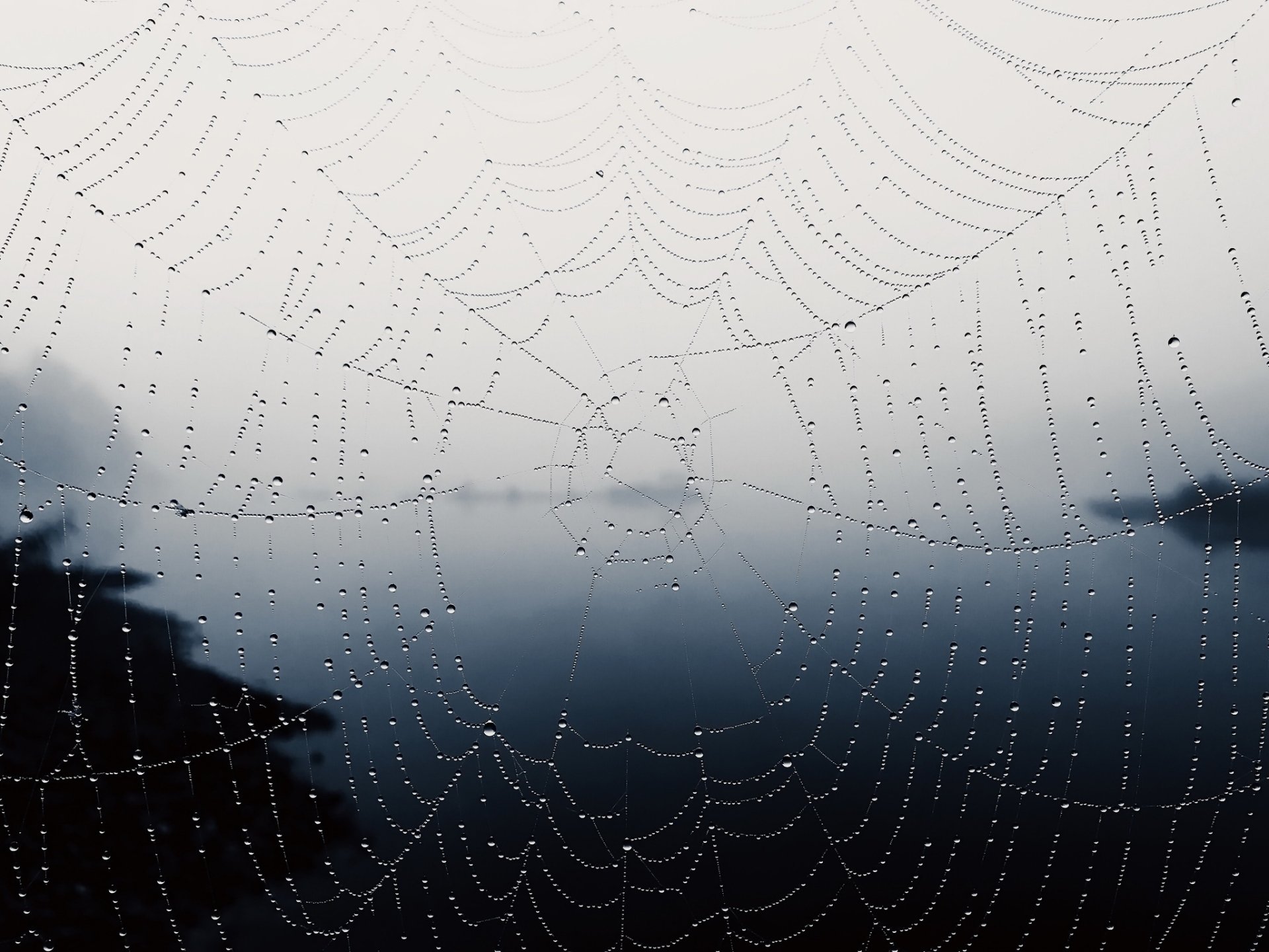 Download Water Drop Macro Photography Spider Web HD Wallpaper