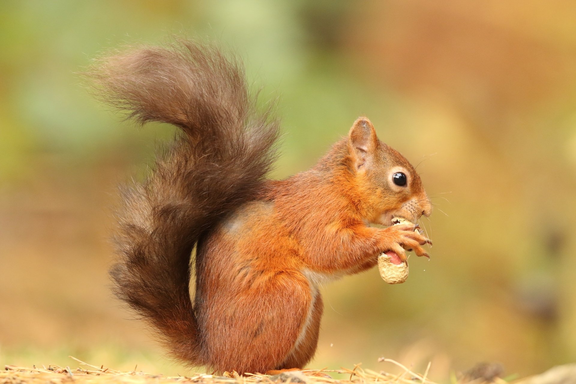 HD desktop wallpaper featuring a close-up of a red squirrel, a small rodent, holding a nut against a soft, blurred natural background.