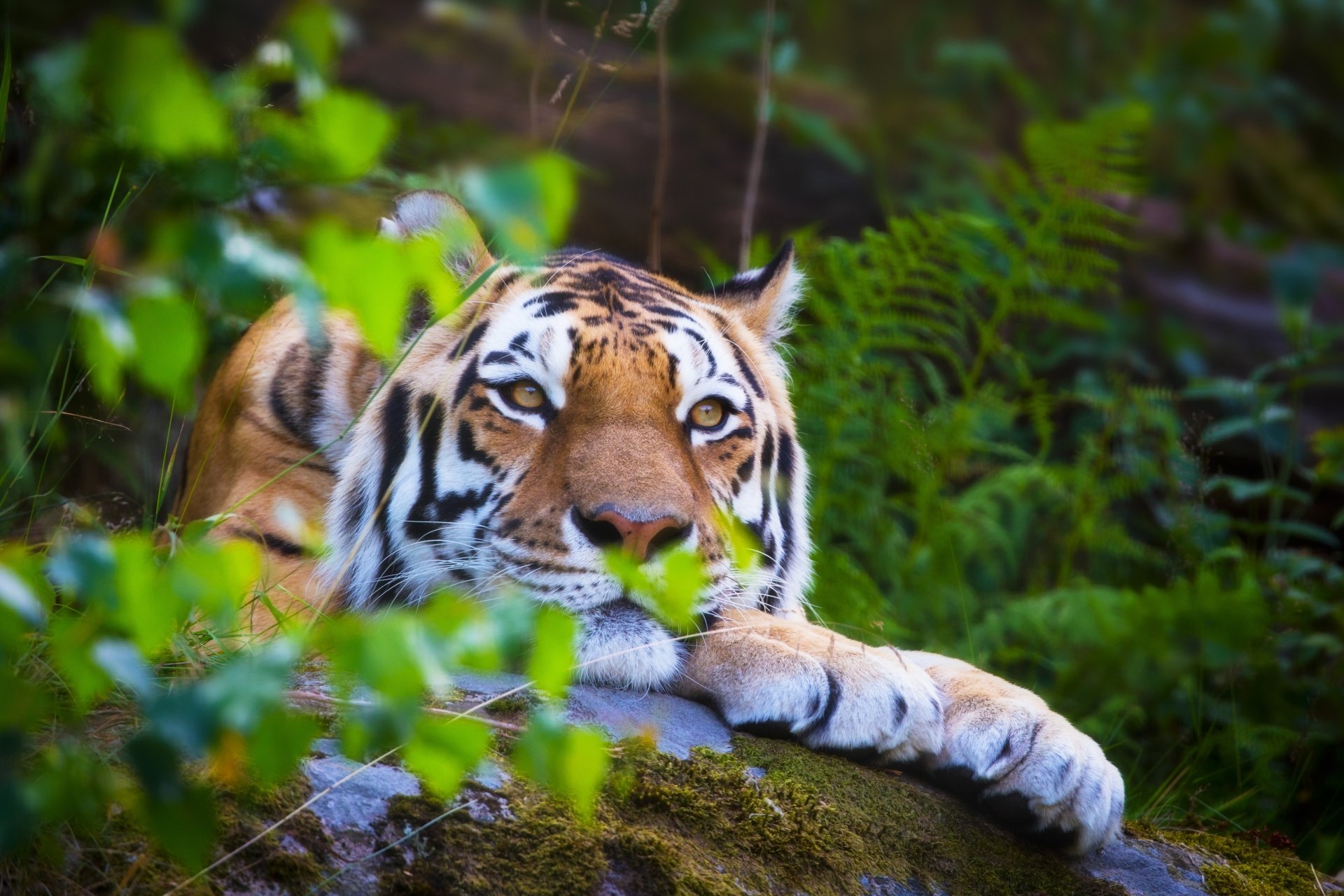 Resting tiger, animal at ease on a mossy log amid lush green foliage — 5K Ultra HD PC desktop wallpaper and background.