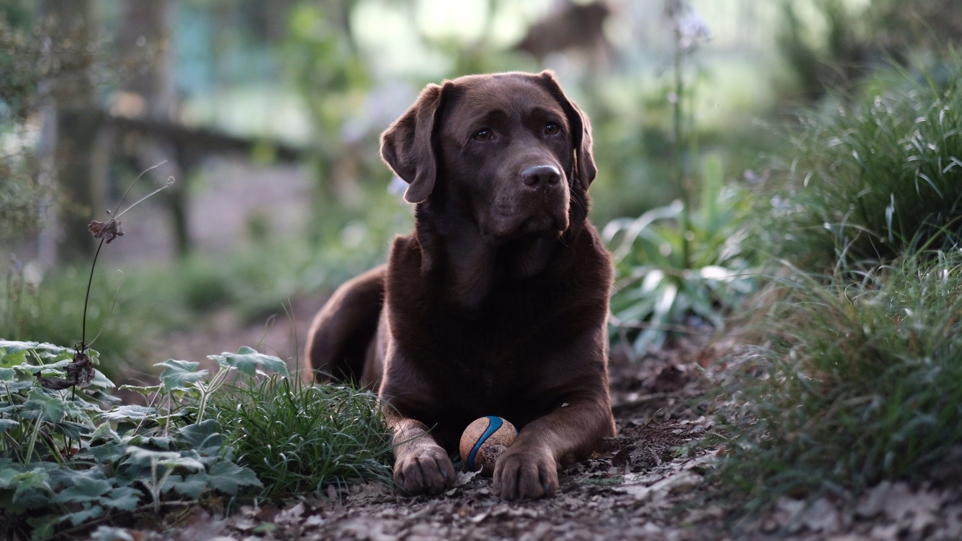 Download Depth Of Field Dog Animal Labrador Retriever HD Wallpaper
