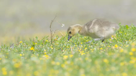 A close-up of a baby Canada goose chick browsing among small yellow flowers in a soft, natural setting, captured in HD for a serene desktop wallpaper.