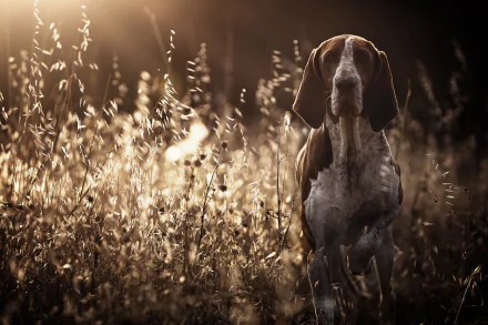 A pointer dog stares intently through tall grass in a sunny, softly blurred background, captured with a shallow depth of field in this HD desktop wallpaper.