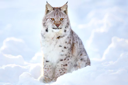 A high-definition wallpaper featuring a lynx sitting in the snow, set against a bright, wintry background.