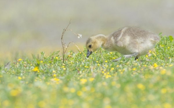 Animal Canada Goose Birds Geese Baby Animal Chick HD Wallpaper | Background Image