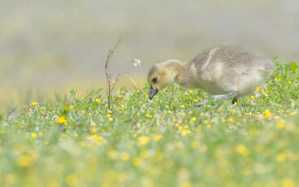 chick baby animal Animal canada goose HD Desktop Wallpaper | Background Image