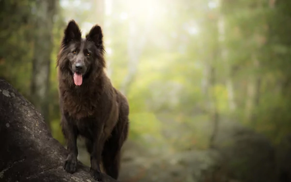 Groenendael depth of field dog Animal belgian shepherd HD Desktop Wallpaper | Background Image