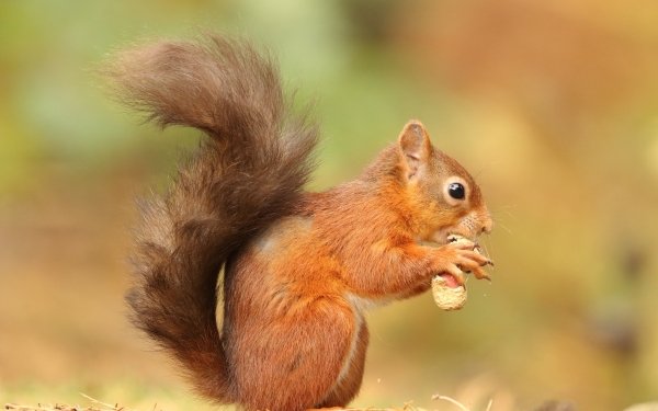 Animal Squirrel Wildlife Rodent HD Wallpaper | Background Image