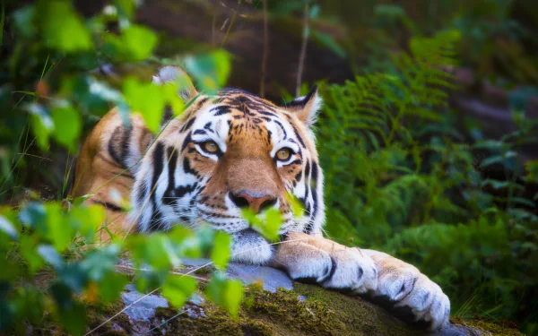 Resting tiger, animal at ease on a mossy log amid lush green foliage — 5K Ultra HD PC desktop wallpaper and background.