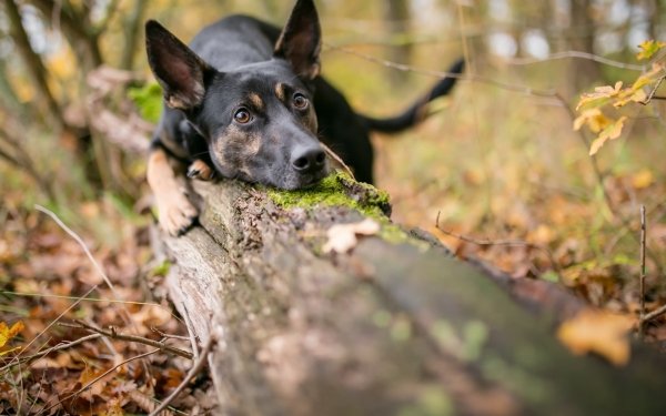 Animal German Shepherd Dogs Dog Depth Of Field Muzzle HD Wallpaper | Background Image