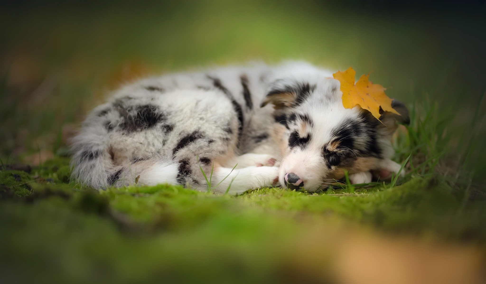 Animal Border Collie HD Wallpaper by Alicja Zmysłowska