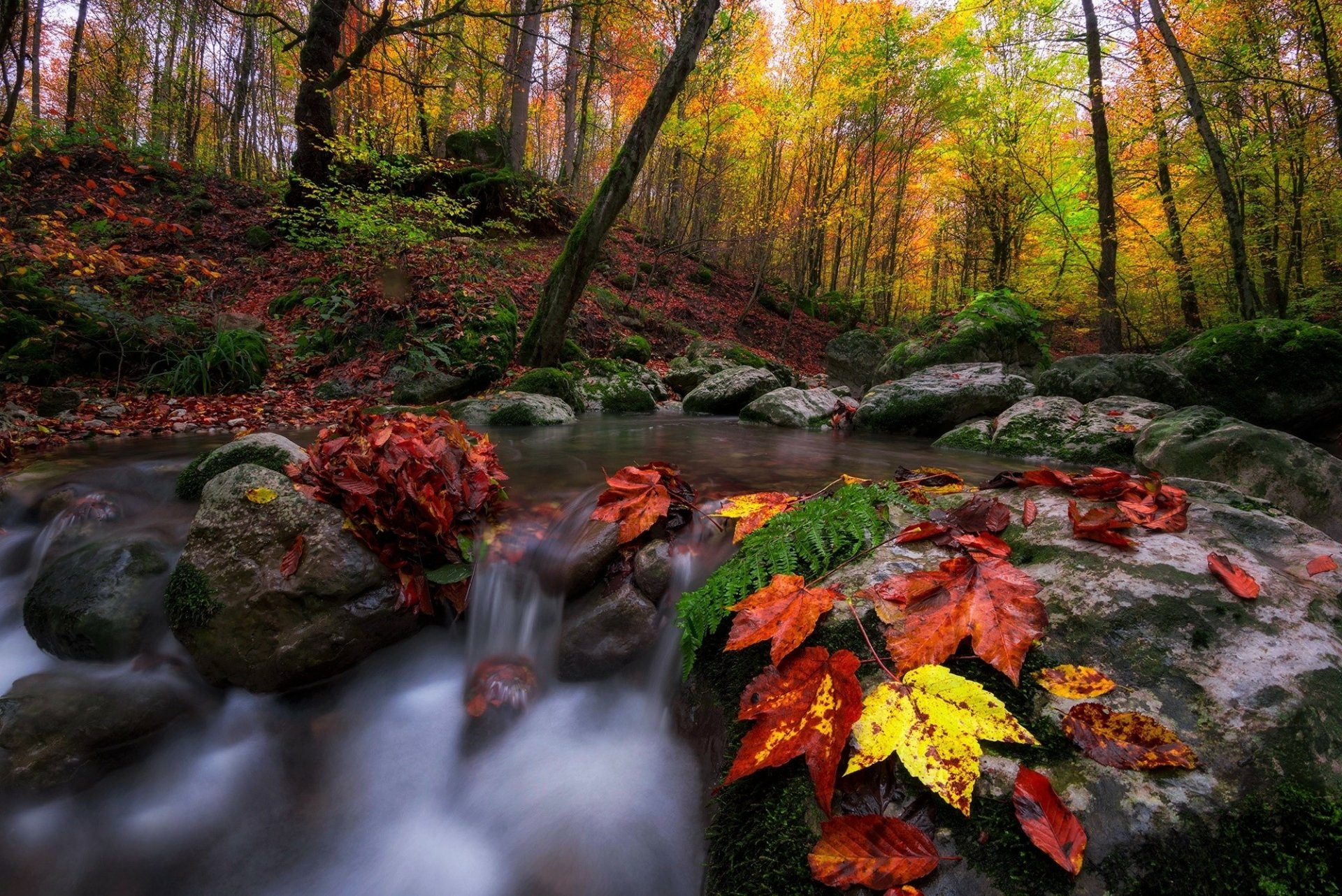 HD PC desktop wallpaper and background: fall forest stream with vibrant leaves on mossy rocks in nature.