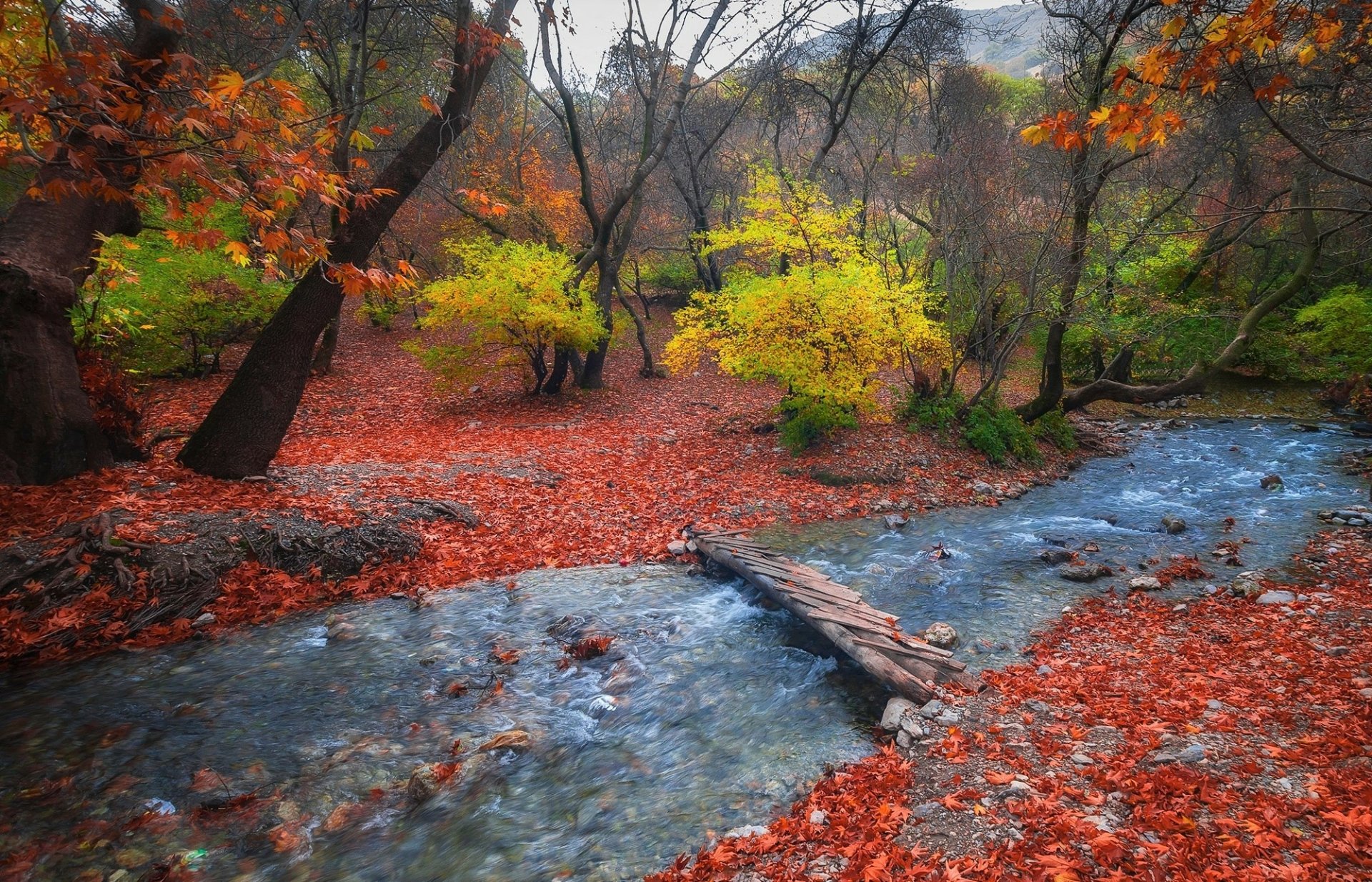 Autumn Forest Stream HD Wallpaper | Background Image | 2000x1285 | ID