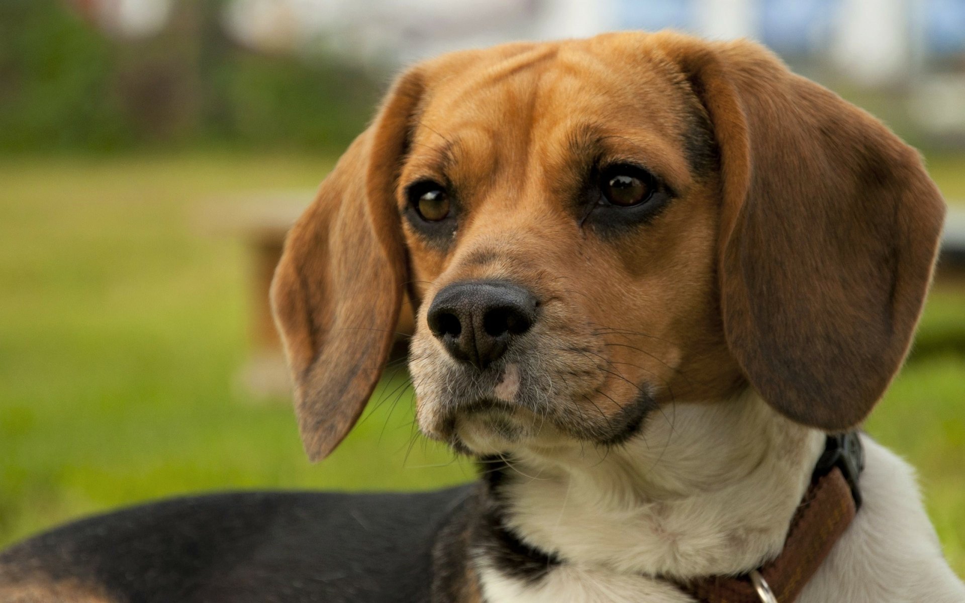 Animal Beagle HD Wallpaper