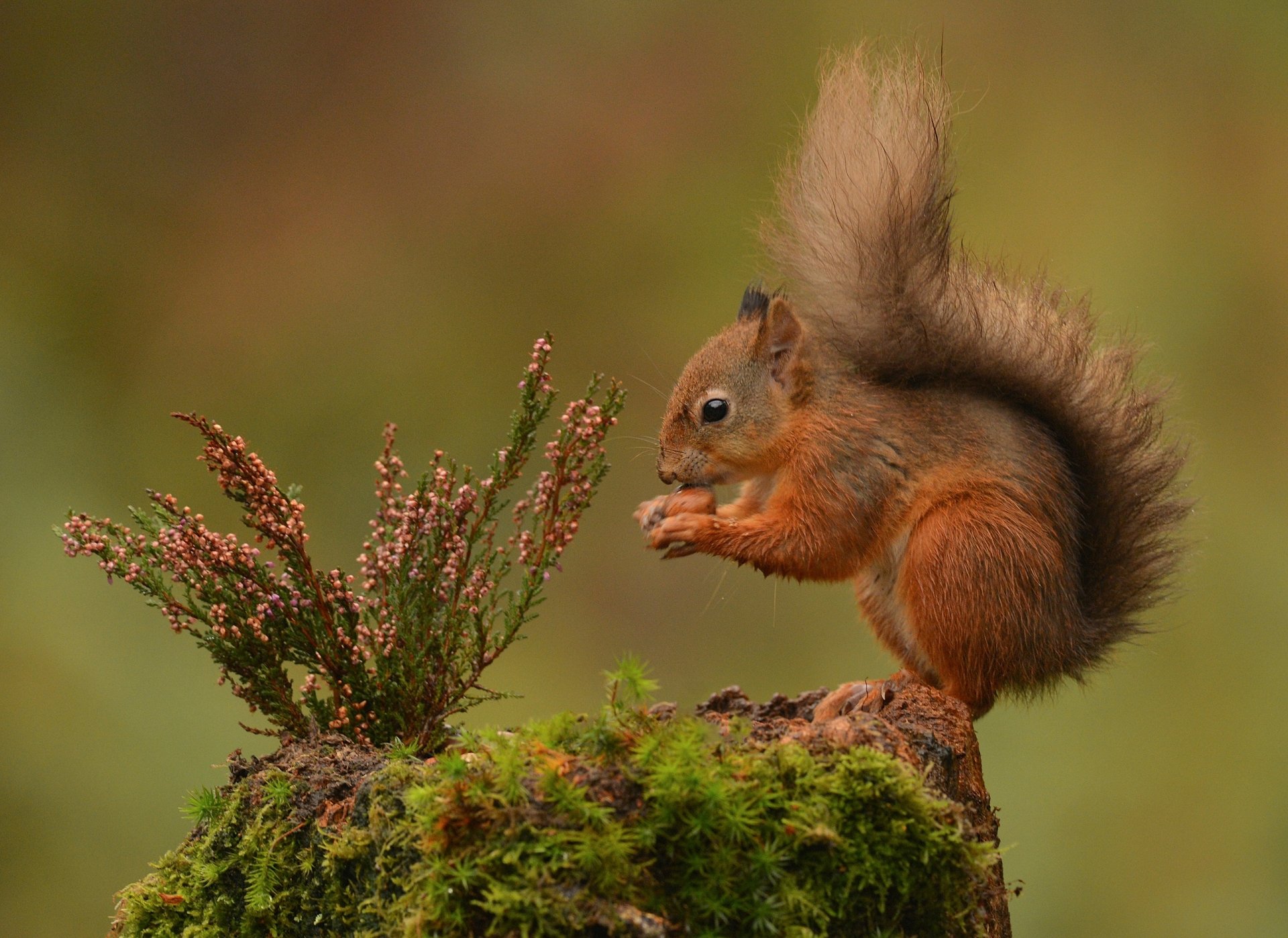 HD desktop wallpaper featuring a red squirrel eating on a moss-covered surface with natural greenery in the background.