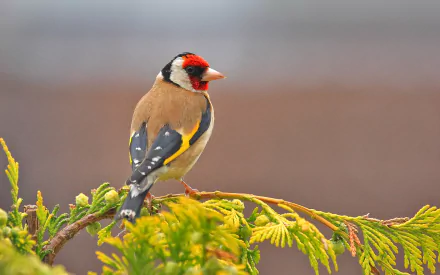 A colorful European goldfinch perched on a leafy branch, captured in vibrant detail for an HD PC desktop wallpaper background.