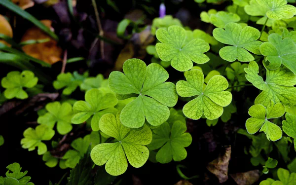 greenery nature clover HD Desktop Wallpaper | Background Image