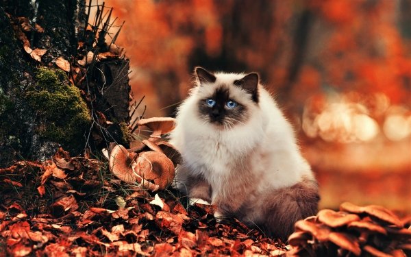 10+ Himalayan Cat HD Wallpapers | Background Images