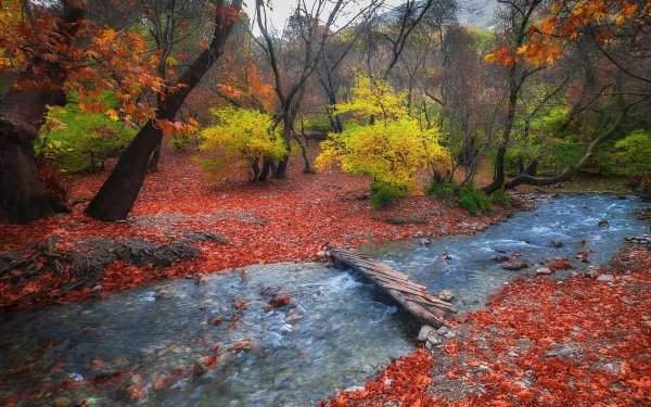 Nature Stream Forest Fall Colorful HD Wallpaper | Background Image