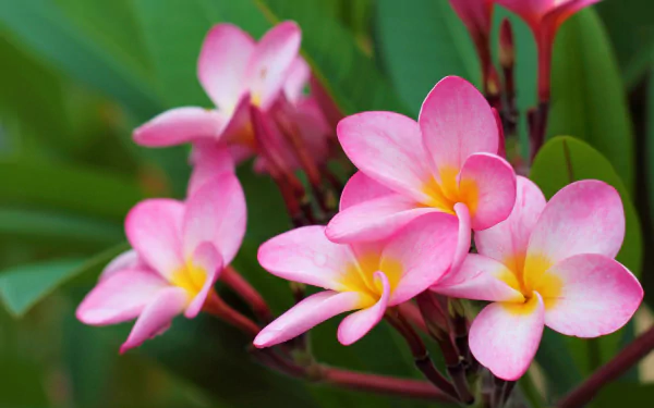 pink flower plumeria flower nature frangipani HD Desktop Wallpaper | Background Image