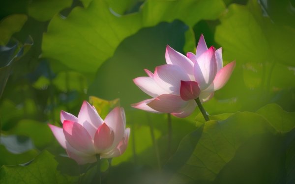 Nature Lotus Flowers Leaf Flower Pink Flower HD Wallpaper | Background Image