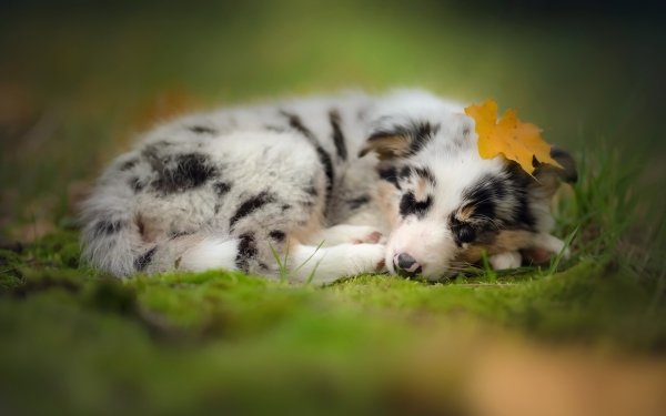 Animal Border Collie Dogs Dog Puppy Baby Animal Sleeping HD Wallpaper | Background Image