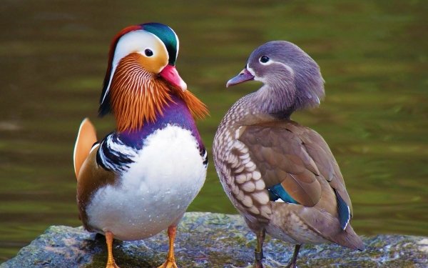 Animal Mandarin Duck Birds Ducks Bird Duck Couple HD Wallpaper | Background Image